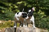 BOULEDOGUE FRANCAIS 1027